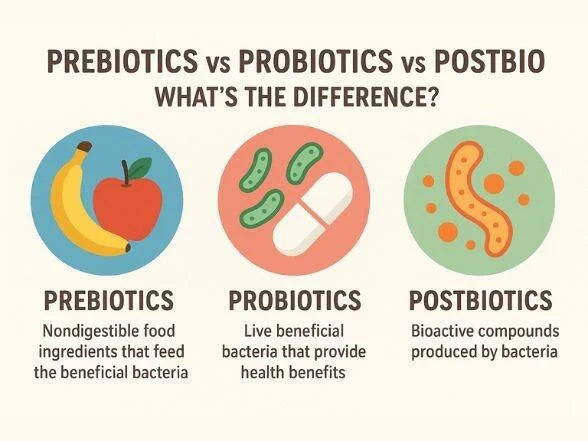 Prebiotics vs Probiotics vs Postbiotics – What’s the Difference?