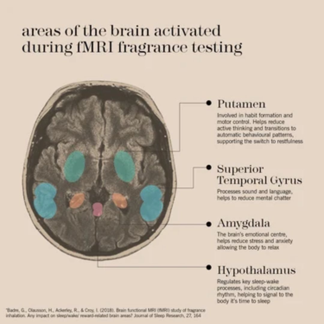 This Works Dream To Sleep Giftset -'areas of the brain ctivated during fMRI fragrance testing' image