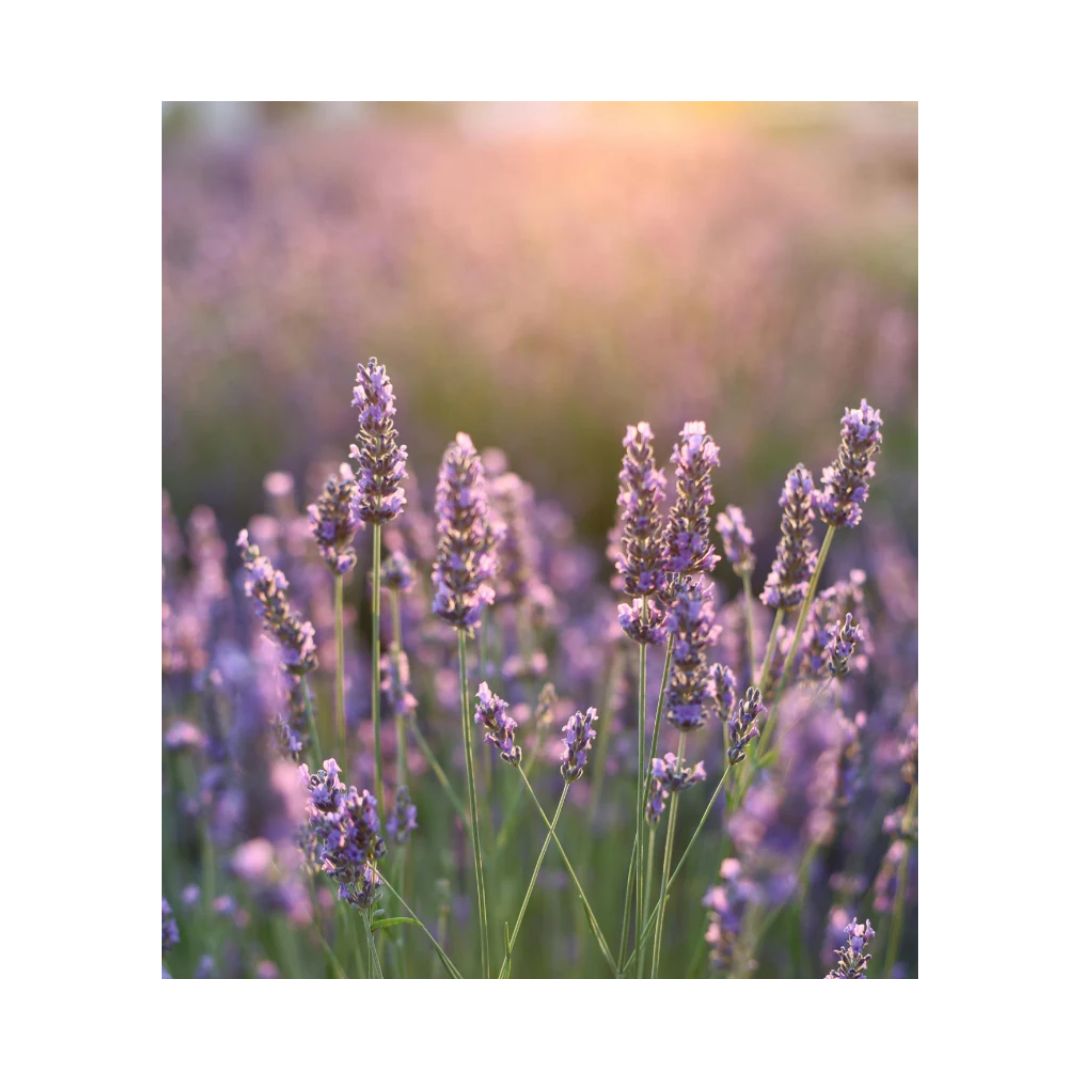 Ultrapure Lavender Essential Oil 10ml image showing the natural lavender used